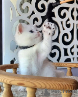 Photo №2 de l'annonce № 163614 de la vente  - acheter à Chypre 