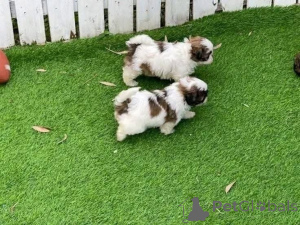 Photo №1.  - à vendre en ville de Ville du Koweït | négocié | Annonce №161564