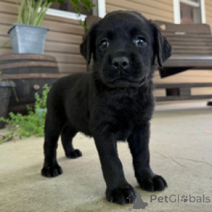Photo №4. Je vais vendre labrador retriever en ville de Fracasse. annonce privée - prix - 600€