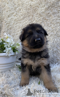 Photos supplémentaires: Chiots de la Vivcharka allemande