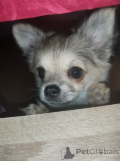 Photo №1. chihuahua - à vendre en ville de Berlin | négocié | Annonce №161296