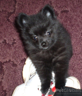 Photo №1.  - à vendre en ville de Fagatogo | 244€ | Annonce №133307