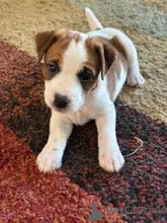 Photo №1. jack russell terrier - à vendre en ville de Tampere | 700€ | Annonce №169388