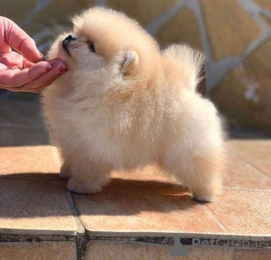 Photo №1. spitz nain - à vendre en ville de Belgrade | négocié | Annonce №143396