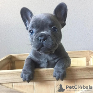 Photo №1. bouledogue - à vendre en ville de Pécs | négocié | Annonce №79758