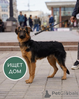 Photo №1. chien bâtard - à vendre en ville de Krasnogorsk | Gratuit | Annonce №10989