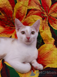 Photo №3. Deux frères chatons entre de bonnes mains !. Fédération de Russie