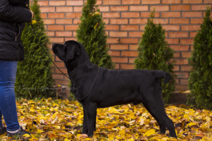 Photo №3. Chiot Labrador Retriever, sang américain. Ukraine