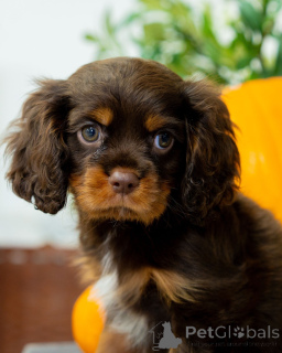 Photo №3. Rencontrez Bentley intelligent, courageux et débordant d'énergie ludique ! Un. Suède