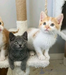 Photo №1. chat de gouttière - à vendre en ville de Helsinki | 291€ | Annonce № 160941