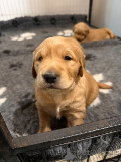 Photo №2 de l'annonce № 165865 de la vente golden retriever - acheter à Belgique 