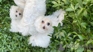 Photos supplémentaires: Chiots maltais à vendre 3 mois