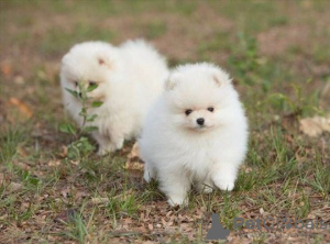 Photos supplémentaires: Merveilleux chiots de Poméranie