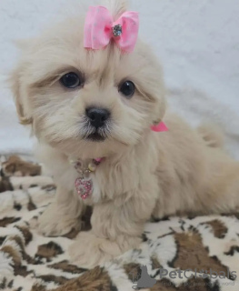 Photo №2 de l'annonce № 131993 de la vente yorkshire terrier - acheter à Pays Bas éleveur