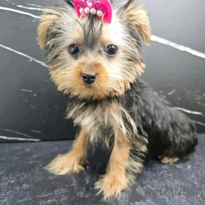 Photo №4. Je vais vendre yorkshire terrier en ville de Barcelone. éleveur - prix - 350€