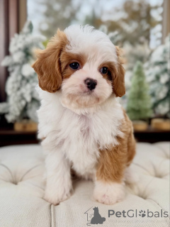 Photo №4. Je vais vendre cavalier king charles spaniel en ville de Mauvais kreuznach. annonce privée - prix - négocié