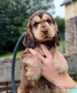 Photo №2 de l'annonce № 166574 de la vente cocker spaniel anglais - acheter à Belgique annonce privée, éleveur