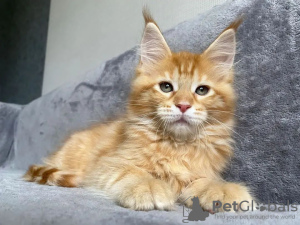 Photo №1. maine coon - à vendre en ville de Берлинген | négocié | Annonce № 115133