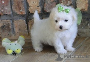 Photo №1. bichon maltais - à vendre en ville de Prague | 284€ | Annonce №111200