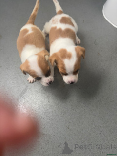 Photo №3. Jack Russell Welpen... WhatsApp 44 7453 907158. Allemagne