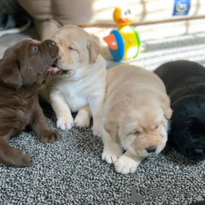 Photo №2 de l'annonce № 168241 de la vente labrador retriever - acheter à Luxembourg annonce privée