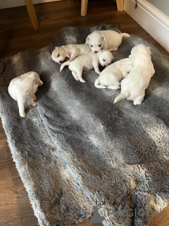 Photo №1. bichon maltais - à vendre en ville de Nashville | 473€ | Annonce №111887