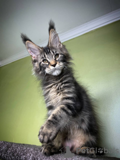 Photo №2 de l'annonce № 97908 de la vente maine coon - acheter à L'Autriche annonce privée