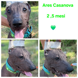 Photo №4. Je vais vendre xoloitzcuintle en ville de Balchik. éleveur - prix - négocié