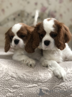 Photo №4. Je vais vendre cavalier king charles spaniel en ville de Minsk. annonce privée - prix - 676€