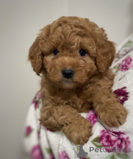 Photo №3. Reinrassiger Cavapoo zu verkaufen. L'Autriche