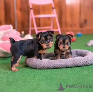 Photo №3. Chiot Yorkshire Terrier (Yorkie) disponible à l'adoption. Allemagne