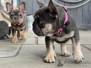 Photo №3. Bulldogge Welpen zu verkaufen. L'Autriche