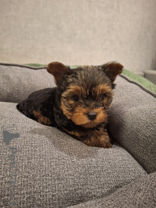 Photo №2 de l'annonce № 158151 de la vente biewer yorkshire terrier, yorkshire terrier - acheter à La Lettonie annonce privée, de la fourrière