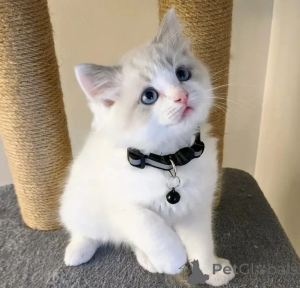 Photo №1. ragdoll - à vendre en ville de Palma | négocié | Annonce № 176423