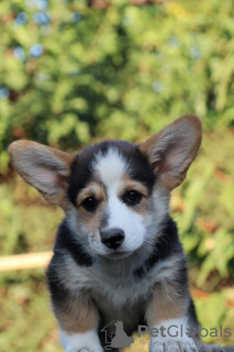 Photo №4. Je vais vendre welsh corgi en ville de Taganrog. de la fourrière, éleveur - prix - Gratuit