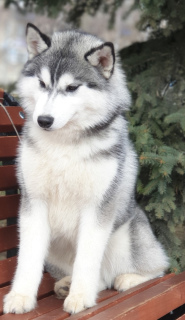 Photo №2 de l'annonce № 2220 de la vente husky de sibérie - acheter à Fédération de Russie annonce privée, de la fourrière, éleveur