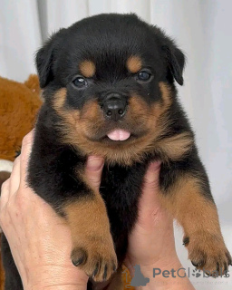 Photo №3. Los Cachorros de Rottweiler están réel.. Allemagne