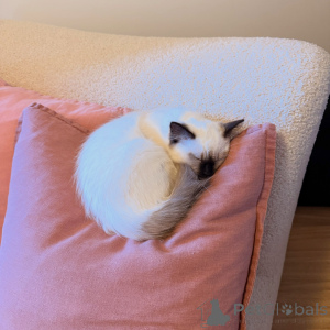 Photo №2 de l'annonce № 175097 de la vente ragdoll - acheter à Allemagne éleveur