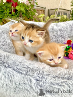 Photo №1. scottish fold - à vendre en ville de Long Beach | 298€ | Annonce № 140155