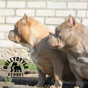 Photo №3. Bools américains. La Lettonie