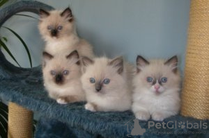 Photo №3. MOOIE RAGDOLL CHAUTS BESCHIKBAAR. France