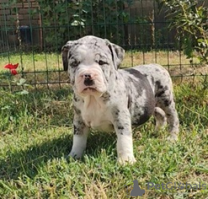 Photo №2 de l'annonce № 124061 de la vente american bully - acheter à La finlande annonce privée