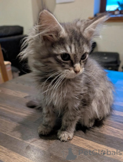 Photo №1. maine coon - à vendre en ville de Ludwigshafen | 350€ | Annonce № 177037