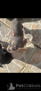 Photo №4. Je vais vendre chihuahua en ville de Mazarakia. annonce privée - prix - Gratuit