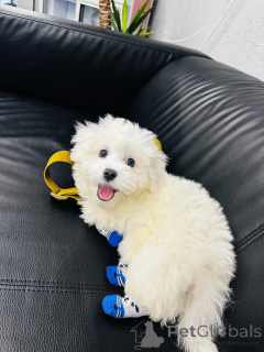 Photo №3. Eladó 5 Hónapos Máltai Selyemkutya Kölyök. Hongrie