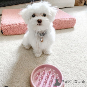 Photo №3. Chiots de thé aimant le thé. Canada