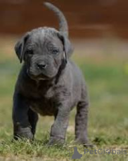 Photo №2 de l'annonce № 165724 de la vente cane corso - acheter à La Grande-Bretagne annonce privée, éleveur