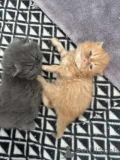 Photo №3. Chatons persans complets prêts maintenant.. La Grande-Bretagne