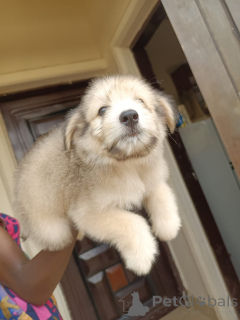 Photo №1. lhassa apso - à vendre en ville de Huachi Chico | Gratuit | Annonce №172950
