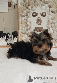 Photo №2 de l'annonce № 156723 de la vente yorkshire terrier - acheter à Turquie 